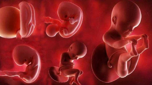 چه عواملی بر تشکیل نشدن قلب جنین تأثیر میگذارد؟