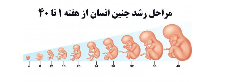 پیدایش قسمتهای مختلف بدن جنین در دوران حاملگی | بارداری | زایمان