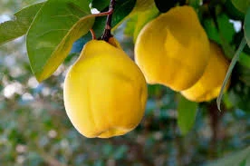 میوه به را چطور بخوریم؟