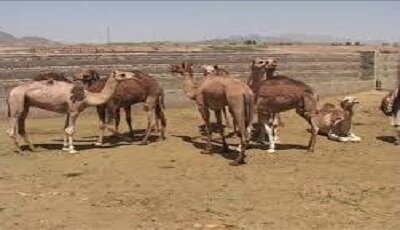 بلوچستان | سیستان و بلوچستان تولید سالانه بیش از ۲۰۰۰ تن گوشت شتر در سیستان و بلوچستان