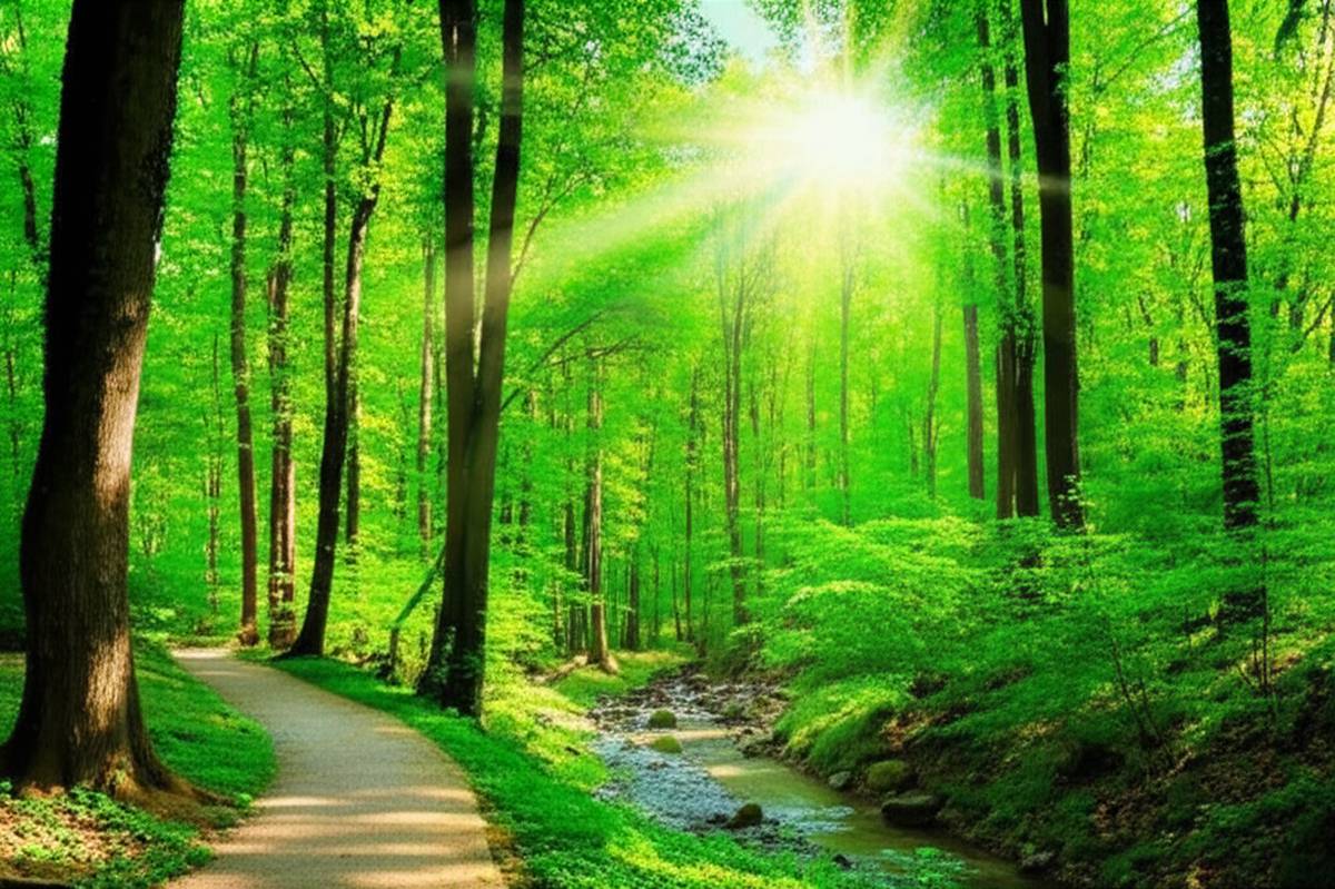 پارک جنگلی نور مازندران - راهنمای کامل بازدید